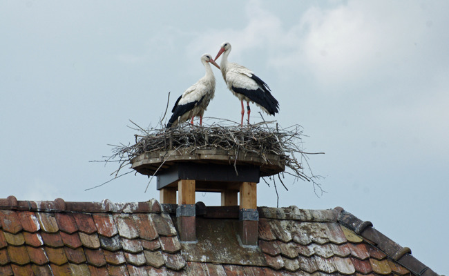 Das Nest ist weg: Trauer beim Storchenpaar
