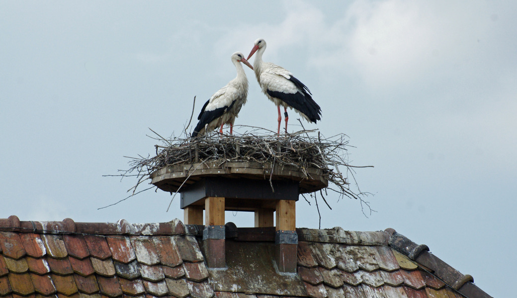 Das Nest ist weg: Trauer beim Storchenpaar