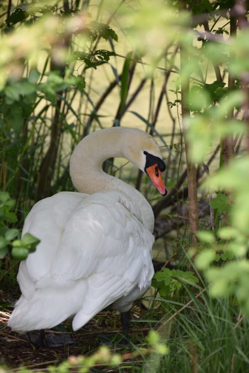  Das Wohlergehen der Schwäne am Werdenbergersee interessiert die Bevölkerung. 