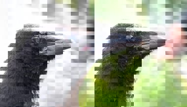 Füttern ist sinnlos: Rabenkrähen und Alpendohlen machen Nesslau-Neu St.Johann unsicher