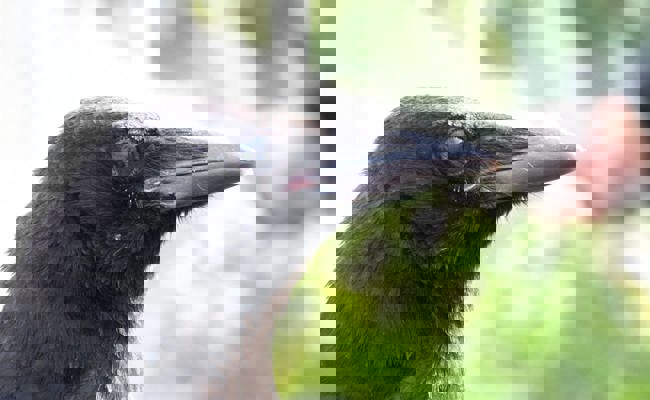 Füttern ist sinnlos: Rabenkrähen und Alpendohlen machen Nesslau-Neu St.Johann unsicher