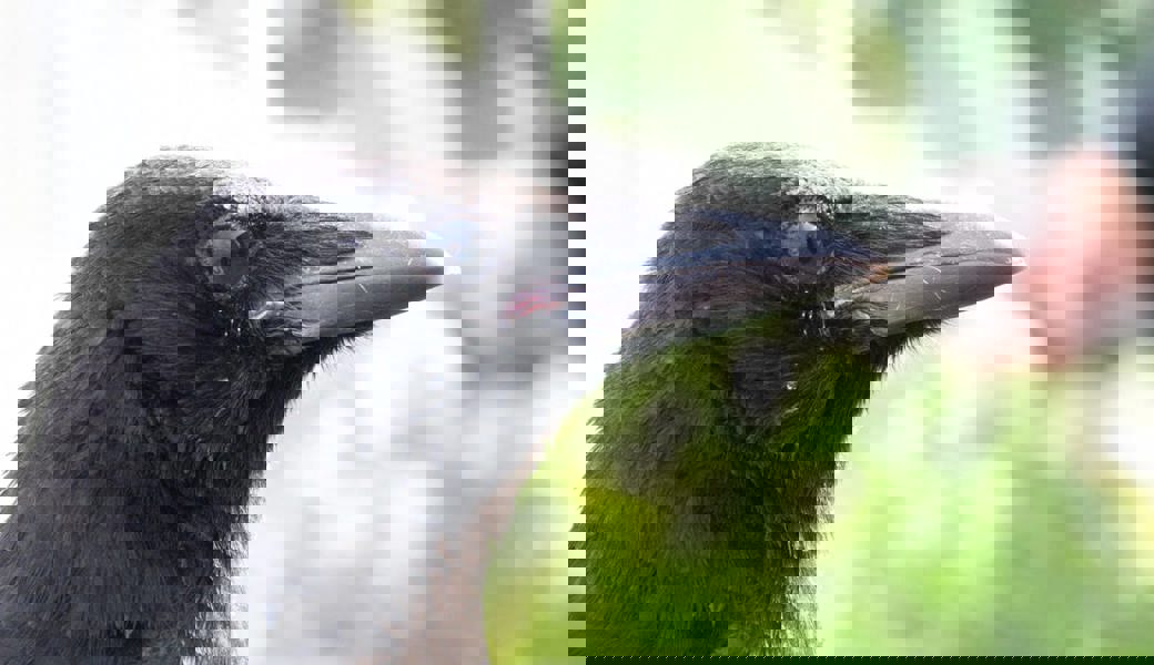  Rabenkrähen sind intelligente Tiere und zeigen als Kulturfolger wenig Scheu vor dem Menschen. 