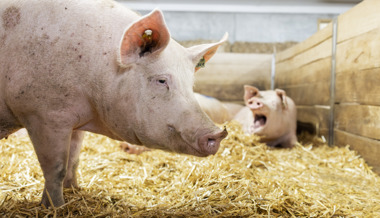 Klauenprobleme: Hundert Tiere litten unter Schmerzen