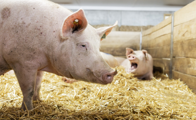 Klauenprobleme: Hundert Tiere litten unter Schmerzen