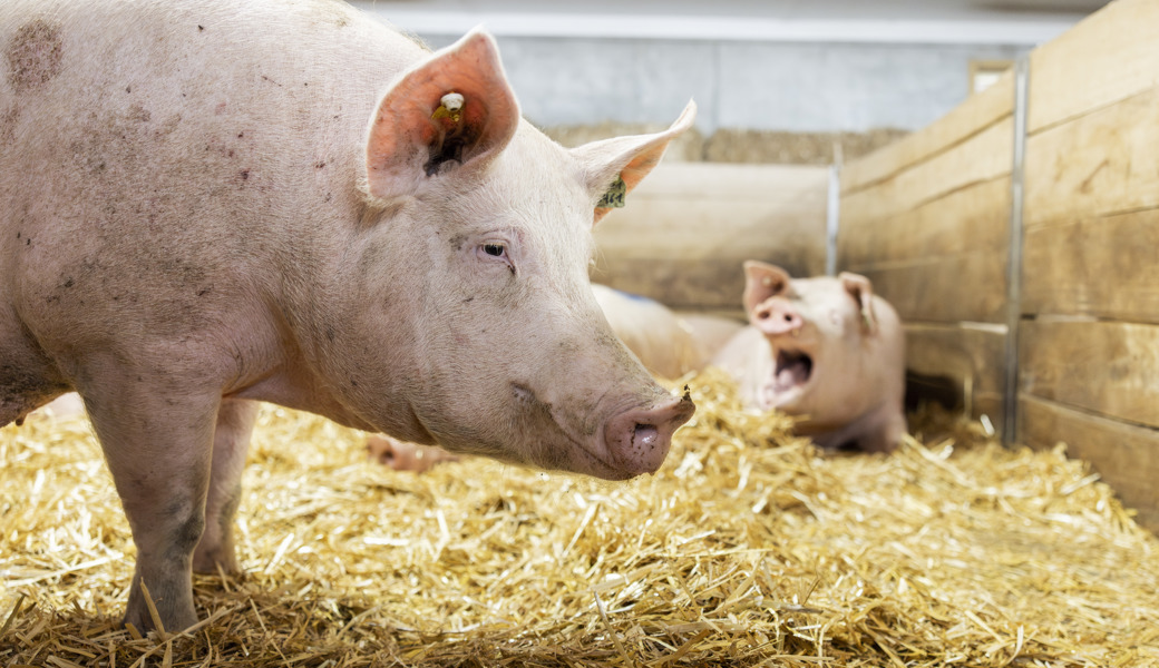 Viele der Tiere im Stall des Schweinemästers litten unter Schmerzen.