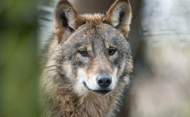 Kriterien sind erfüllt: Kanton erlässt Abschussbewilligung für einen Wolf