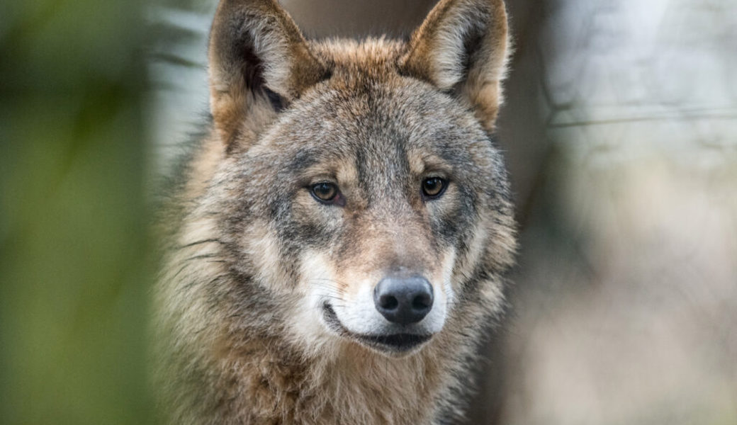  Im Gemeindegebiet Flums attackierte ein Wolf Schafsherden. 