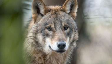 Kriterien sind erfüllt: Kanton erlässt Abschussbewilligung für einen Wolf