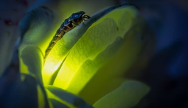 Walter-Zoo und WWF suchen nach Glühwürmchen