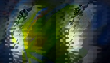 Walter-Zoo und WWF suchen nach Glühwürmchen