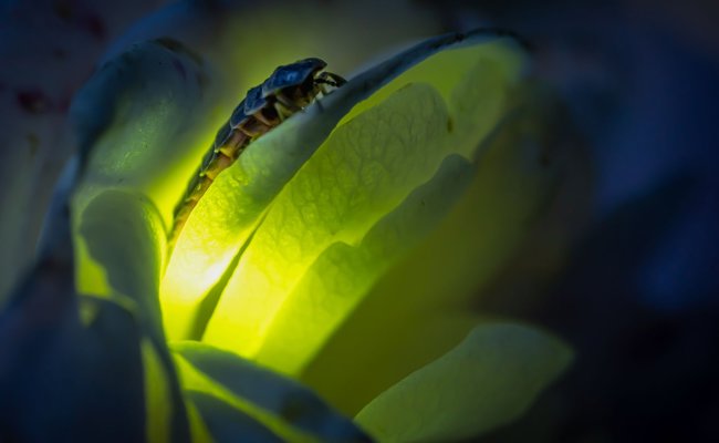 Walter-Zoo und WWF suchen nach Glühwürmchen