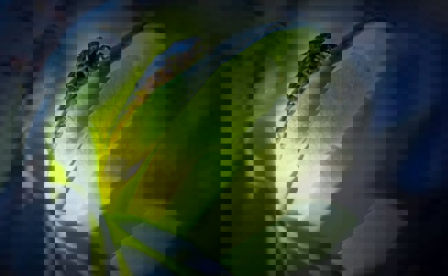 Walter-Zoo und WWF suchen nach Glühwürmchen