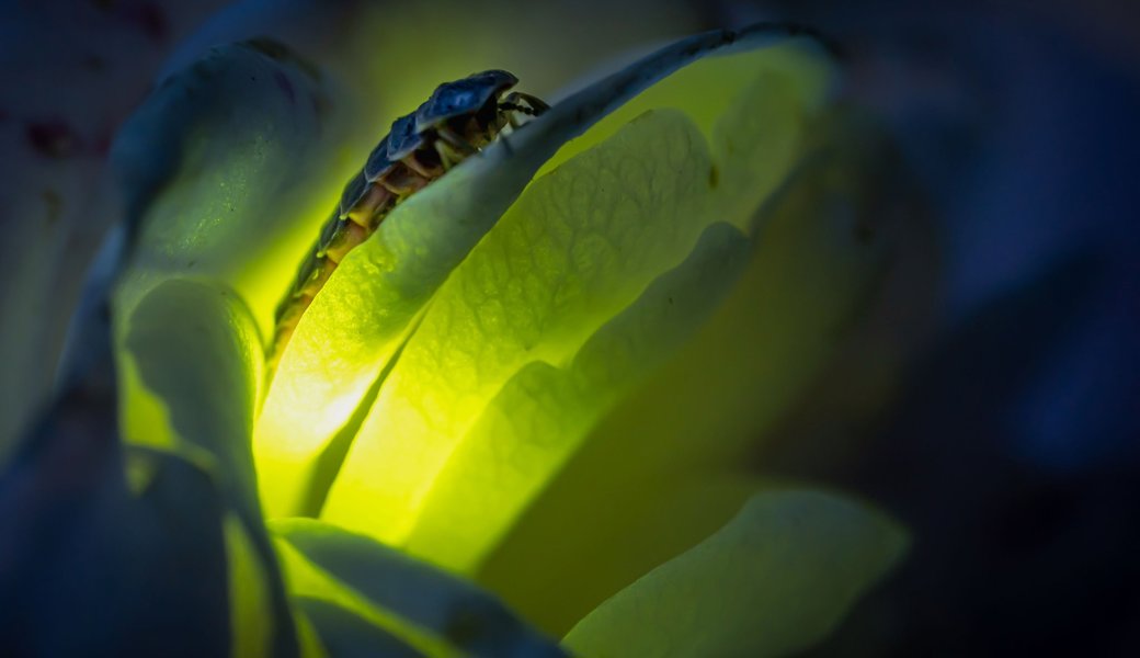 Leuchten immer seltener in der Ostschweiz: Glühwürmchen.