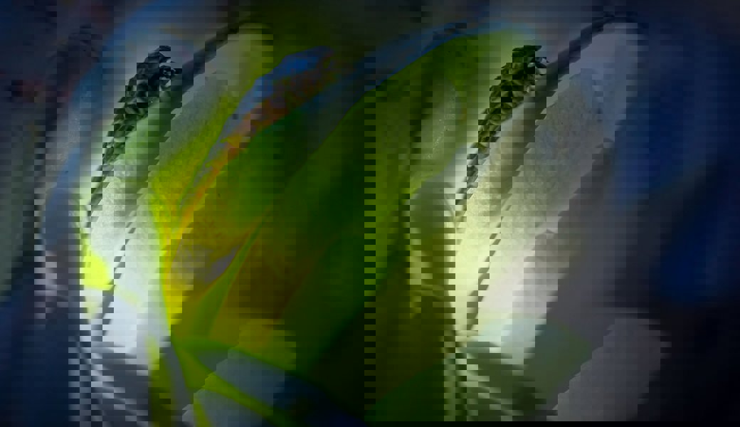 Walter-Zoo und WWF suchen nach Glühwürmchen