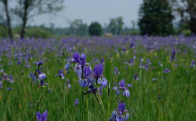 Schwertlilien und Störche: Attraktionen im Ruggeller Riet