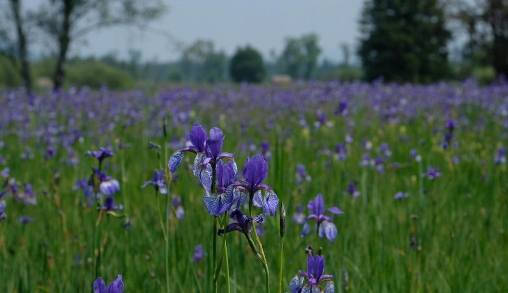 Sibirische Schwertlilien bilden einen blau-violetten Teppich im Ruggeller Riet. 