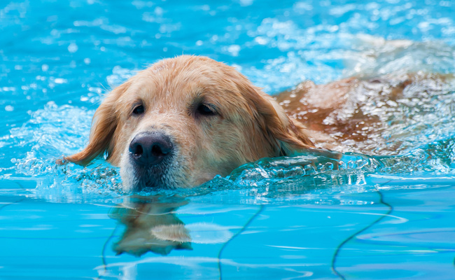 Vierbeiner übernehmen die Badi am letzten Tag der Saison