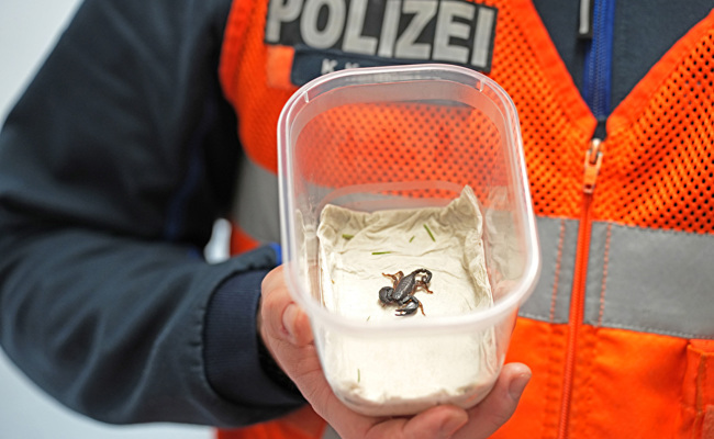 Unerwartete Begegnung: Skorpion in Wohnung löst Polizeieinsatz aus
