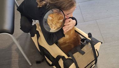 Pelziger Passagier: SBB-Kater Ginger steigt in jeden Zug