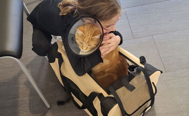 Pelziger Passagier: SBB-Kater Ginger steigt in jeden Zug