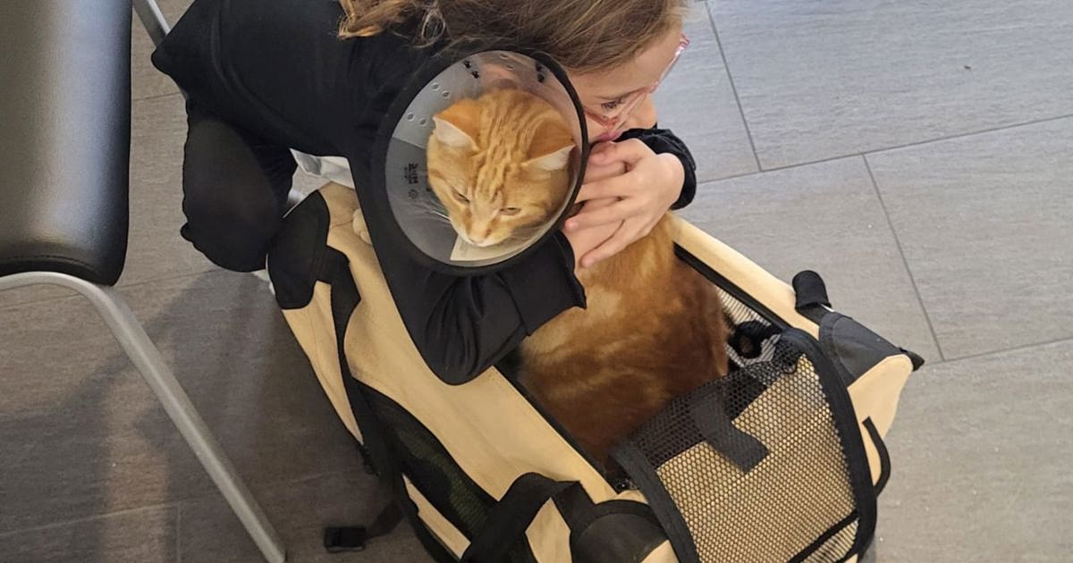 Furry passenger: SBB cat Ginger boards every train