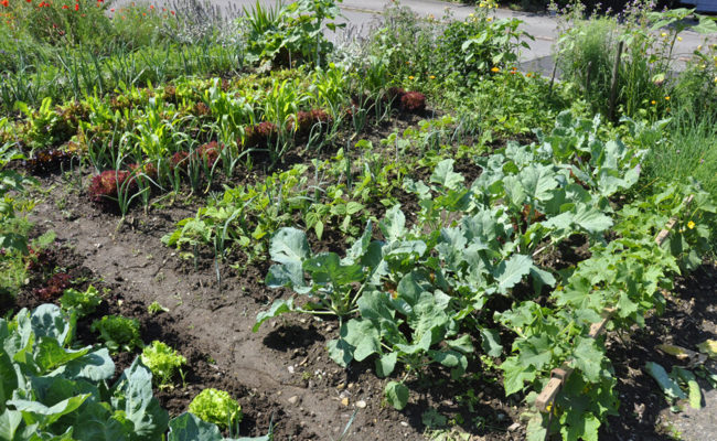 Gartentipp: Arbeiten im Spätsommer: Nochmals säen und pflanzen
