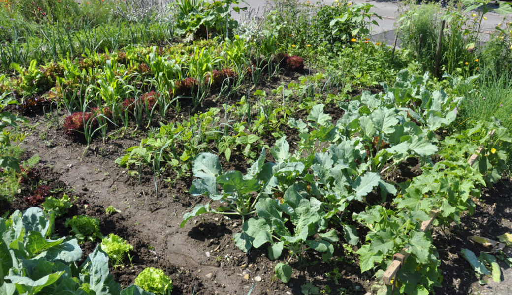 Gartentipp: Arbeiten im Spätsommer: Nochmals säen und pflanzen