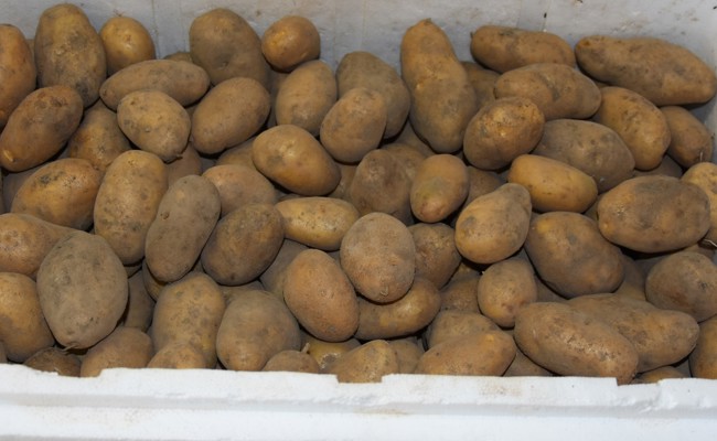 Gartentipp: Das giftig Grüne der Kartoffel