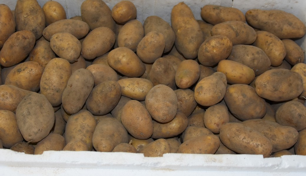 Gartentipp: Das giftig Grüne der Kartoffel
