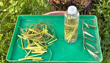 Stecklingen auf die Sprünge helfen