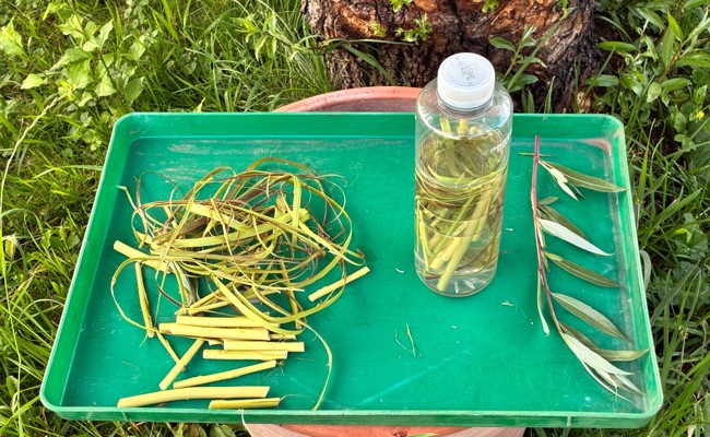 Stecklingen auf die Sprünge helfen