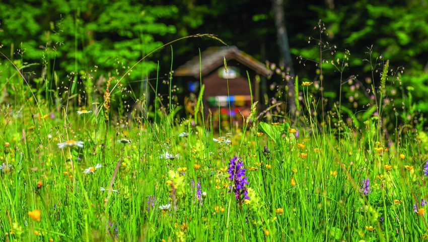 Ein vielfältiges Blütenangebot von Frühling bis Herbst ist elementar für die Bienen. Ein vielfältiges Blütenangebot von Frühling bis Herbst ist elementar für die Bienen.