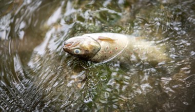 Treibstoff und Gülle belasten Gewässer – doch beim Schutz wird gespart
