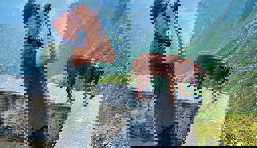  Hündin Luna begleitet Urs Büchler bei der Arbeit. 