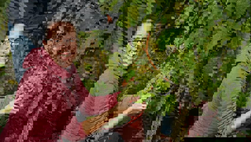  Stephanie Schneider hilft in einem Rebberg aus.