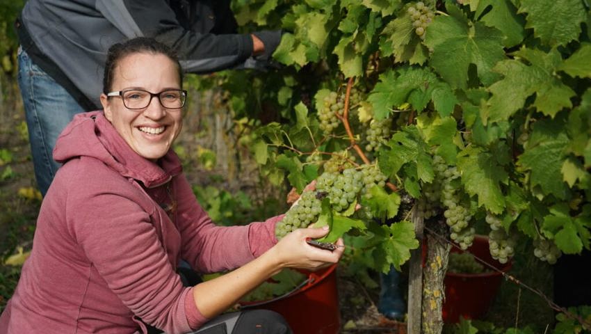  Stephanie Schneider hilft in einem Rebberg aus.