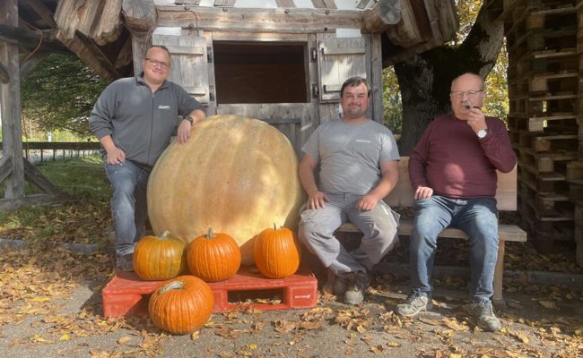 Fast 250 Kilogramm schwer: Der wohl grösste Rheintaler Kürbis steht in Altstätten