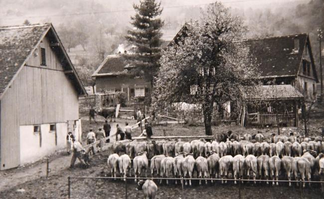 Vor 65 Jahren: Gute Wahl mit Kauf des Stieres «Tell»