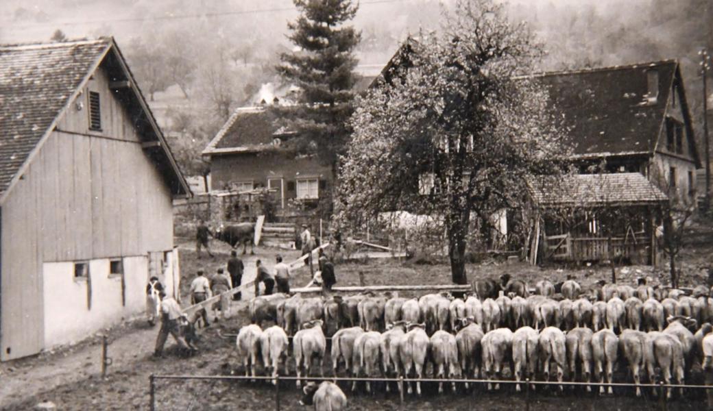 Nachzuchtschau von Stier «Hans» mit 70 Stück Auffuhr am 22. Oktober 1957 in Sax. 