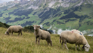 Falsche Zahlungen an Schafbauern: Gericht verurteilt ehemaligen Abteilungsleiter