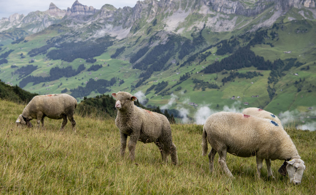 Falsche Zahlungen an Schafbauern: Gericht verurteilt ehemaligen Abteilungsleiter