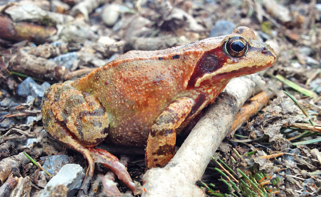 Am Teich kehrt Frühling ein
