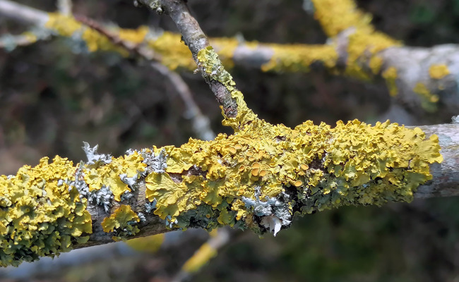 Gartentipp: Freunde im Mikrokosmos