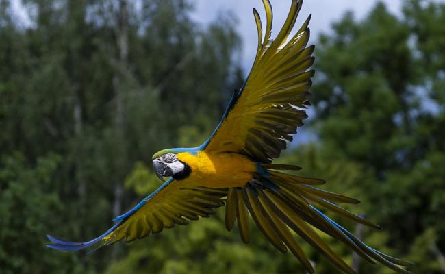Entflogener Zirkus-Papagei in Nesslau gesichtet – doch Ole bleibt seit sechs Monaten vermisst