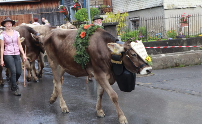 «Es war ein super Alpsommer»: Die Alpen Palfries und Folla kehrten nach Hause zurück