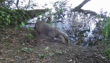 Fischotter: Die Rückkehr der einst ausgestorbenen Art schreitet zügig voran