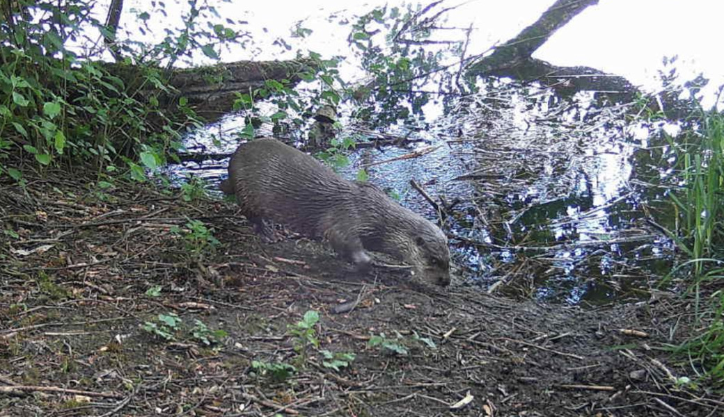 Fischotter: Die Rückkehr der einst ausgestorbenen Art schreitet zügig voran