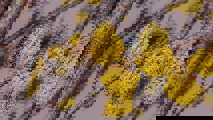  Die Kornelkirsche ist eine bienenfreundliche und einheimische Alternative zur gängigen Forsythie. Da Forsythien weder Nektar noch Pollen liefern, sind diese für Bienen und andere Bestäuber wertlos. 