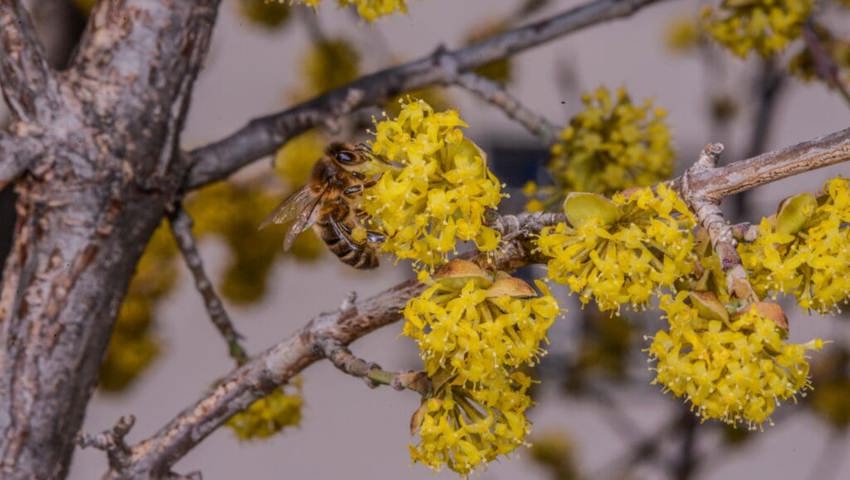 Die Kornelkirsche ist eine bienenfreundliche und einheimische Alternative zur gängigen Forsythie. Da Forsythien weder Nektar noch Pollen liefern, sind diese für Bienen und andere Bestäuber wertlos. Die Kornelkirsche ist eine bienenfreundliche und einheimische Alternative zur gängigen Forsythie. Da Forsythien weder Nektar noch Pollen liefern, sind diese für Bienen und andere Bestäuber wertlos.