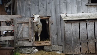 SVP-Kantonsrat sorgt sich um eine jahrhundertealte Tradition im Obertoggenburg